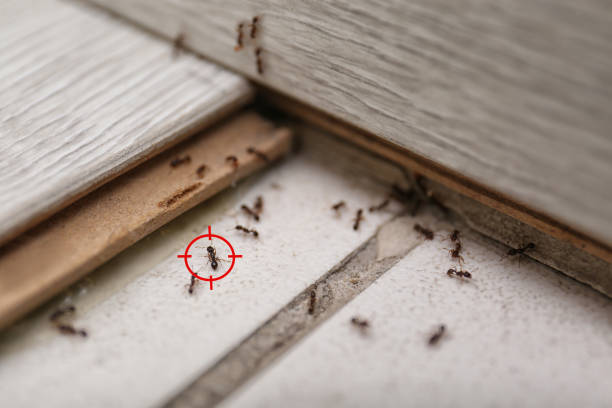 Best Affordable Pest Control Services  in Geneseo, IL